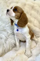 Tommy , a male Cavalier King Charles Spaniel for sale in Fountain Valley, CA – Photo 7 of 10