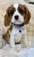 Tommy , a male Cavalier King Charles Spaniel for sale in Fountain Valley, CA – Photo 9 of 10
