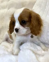 🩷💛Penelope💛🩷, a female Cavalier King Charles Spaniel for sale in Fountain Valley, CA – 10 of 10