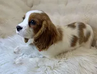 Abby, a female Cavalier King Charles Spaniel for sale in Fountain Valley, CA – 10 of 10