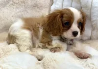 🩷Naomi🩷, a female Cavalier King Charles Spaniel for sale in Fountain Valley, CA – 4 of 8