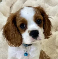 Jasper , a male Cavalier King Charles Spaniel for sale in Fountain Valley, CA – 4 of 10