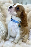 💚💚Eddie 💚💚, a male Cavalier King Charles Spaniel for sale in Fountain Valley, CA – 6 of 7