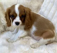 💛💙Archie 💛💙, a male Cavalier King Charles Spaniel for sale in Fountain Valley, CA – 5 of 10