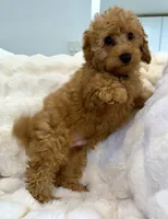 💛💙Oakley 💛💙, a male Poodle - Toy  for sale in Fountain Valley, CA – 5 of 8