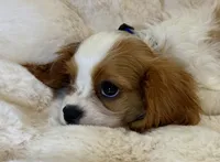 💙💚Teddy💙💚, a male Cavalier King Charles Spaniel for sale in Fountain Valley, CA – 6 of 10