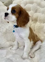 Jasper , a male Cavalier King Charles Spaniel for sale in Fountain Valley, CA – 10 of 10