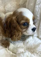 🩷💛Lily🩷💛, a female Cavalier King Charles Spaniel for sale in Fountain Valley, CA – 10 of 10