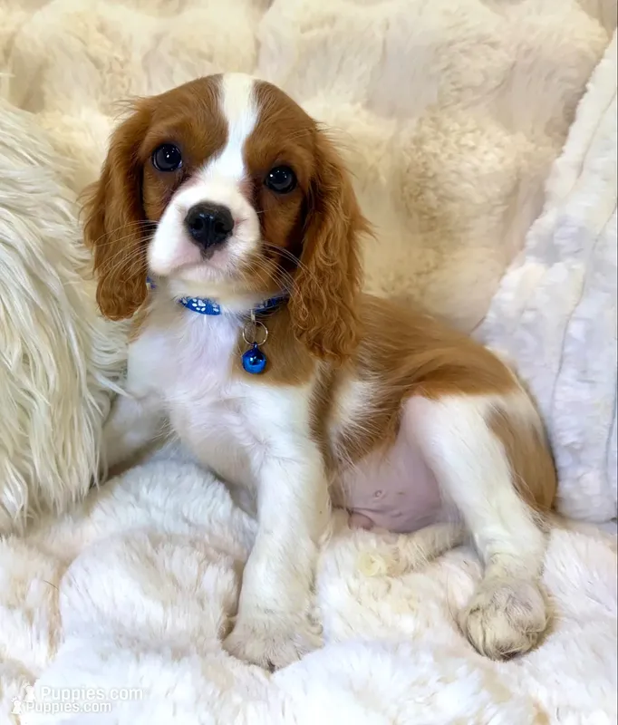 💙🩷💙Leo💙🩷💙 – Cavalier King Charles Spaniel puppy for sale in Fountain Valley, CA