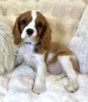 💛💙Archie 💛💙, a male Cavalier King Charles Spaniel for sale in Fountain Valley, CA – 8 of 10