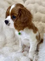 Tony , a male Cavalier King Charles Spaniel for sale in Fountain Valley, CA – 6 of 10