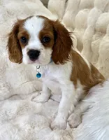 Jasper , a male Cavalier King Charles Spaniel for sale in Fountain Valley, CA – 7 of 10