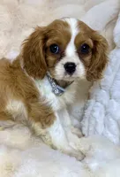 💛Sadie🩷, a female Cavalier King Charles Spaniel for sale in Fountain Valley, CA – 10 of 10