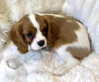 💛💙Archie 💛💙, a male Cavalier King Charles Spaniel for sale in Fountain Valley, CA – 9 of 10