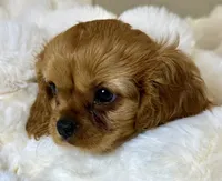 Annie, a female Cavalier King Charles Spaniel for sale in Fountain Valley, CA – 5 of 10