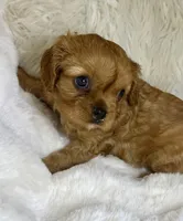 Naomi , a female Cavalier King Charles Spaniel for sale in Fountain Valley, CA – 9 of 9