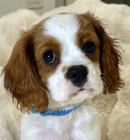 Jasper , a male Cavalier King Charles Spaniel for sale in Fountain Valley, CA – 6 of 10