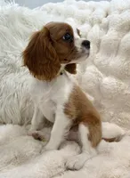 ♥️Charlotte♥️, a female Cavalier King Charles Spaniel for sale in Fountain Valley, CA – 10 of 10