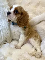 💚💚Eddie 💚💚, a male Cavalier King Charles Spaniel for sale in Fountain Valley, CA – 5 of 7