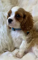 💚💚Eddie 💚💚, a male Cavalier King Charles Spaniel for sale in Fountain Valley, CA – 4 of 7