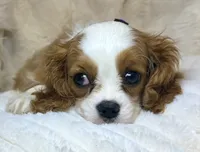 🩷💛Lily🩷💛, a female Cavalier King Charles Spaniel for sale in Fountain Valley, CA – 3 of 10