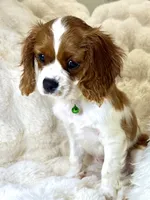 Tony , a male Cavalier King Charles Spaniel for sale in Fountain Valley, CA – 3 of 10