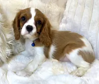 💛💙Archie 💛💙, a male Cavalier King Charles Spaniel for sale in Fountain Valley, CA – 3 of 10