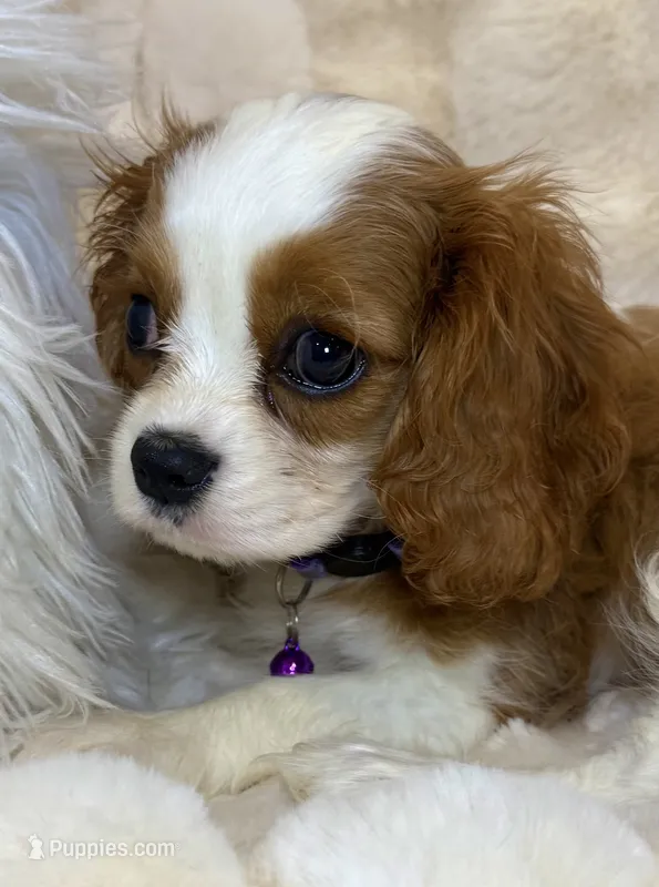🩷💛Lily🩷💛 – Cavalier King Charles Spaniel puppy for sale in Fountain Valley, CA