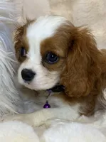 🩷💛Lily🩷💛, a female Cavalier King Charles Spaniel for sale in Fountain Valley, CA – 1 of 10