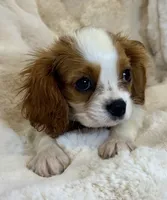 💙💚Teddy💙💚, a male Cavalier King Charles Spaniel for sale in Fountain Valley, CA – 4 of 10