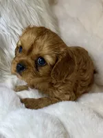Naomi , a female Cavalier King Charles Spaniel for sale in Fountain Valley, CA – 3 of 9