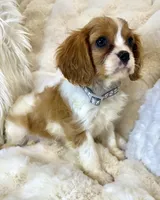 💛Sadie🩷, a female Cavalier King Charles Spaniel for sale in Fountain Valley, CA – 5 of 10