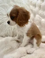 ♥️Charlotte♥️, a female Cavalier King Charles Spaniel for sale in Fountain Valley, CA – 9 of 10