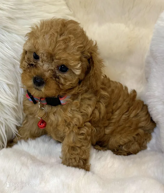 Willow  – Poodle - Toy  puppy for sale in Fountain Valley, CA