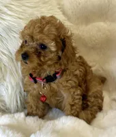 Willow teeny tiny toy poodle , a female Poodle - Toy  for sale in Fountain Valley, CA – Photo 9 of 10