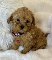Willow teeny tiny toy poodle , a female Poodle - Toy  for sale in Fountain Valley, CA – Photo 10 of 10