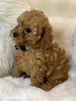 Willow teeny tiny toy poodle , a female Poodle - Toy  for sale in Fountain Valley, CA – Photo 2 of 10