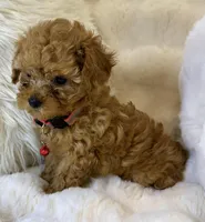 Willow teeny tiny toy poodle , a female Poodle - Toy  for sale in Fountain Valley, CA – Photo 6 of 10
