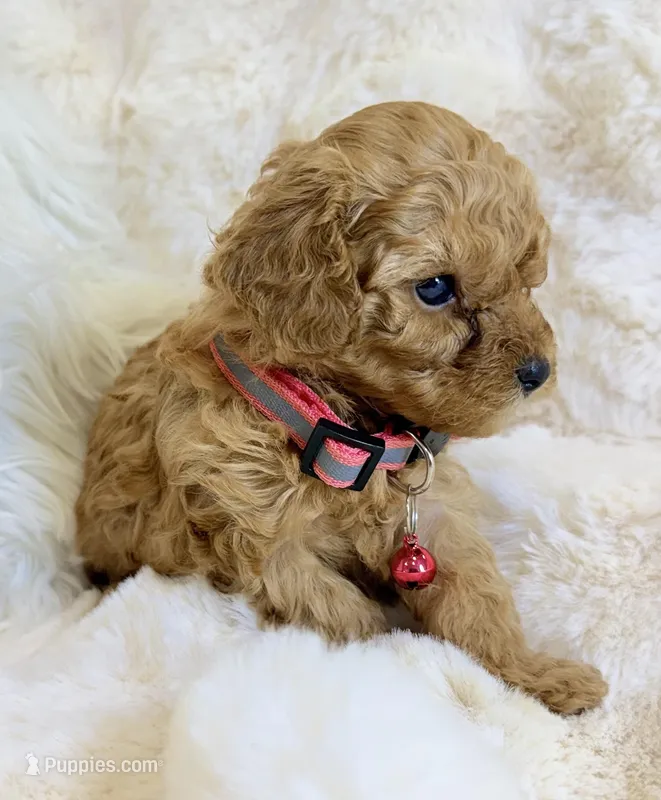Willow  – Poodle - Toy  puppy for sale in Fountain Valley, CA