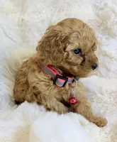 Willow , a female Poodle - Toy  for sale in Fountain Valley, CA – Photo 1 of 3
