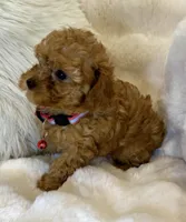 Willow teeny tiny toy poodle , a female Poodle - Toy  for sale in Fountain Valley, CA – Photo 3 of 10
