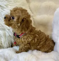 Willow teeny tiny toy poodle , a female Poodle - Toy  for sale in Fountain Valley, CA – Photo 5 of 10