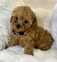 Willow teeny tiny toy poodle , a female Poodle - Toy  for sale in Fountain Valley, CA – Photo 4 of 10