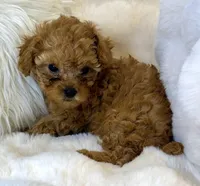 Willow teeny tiny toy poodle , a female Poodle - Toy  for sale in Fountain Valley, CA – Photo 7 of 10