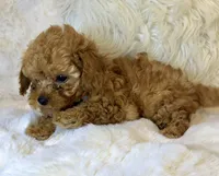 Willow teeny tiny toy poodle , a female Poodle - Toy  for sale in Fountain Valley, CA – Photo 8 of 10