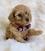 Willow , a female Poodle - Toy  for sale in Fountain Valley, CA – Photo 3 of 3