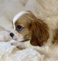 💙💚Teddy💙💚, a male Cavalier King Charles Spaniel for sale in Fountain Valley, CA – 8 of 10