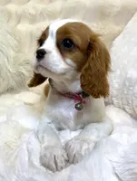 🩷💛Penelope💛🩷, a female Cavalier King Charles Spaniel for sale in Fountain Valley, CA – 4 of 10