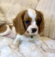 ♥️💙Finn💙♥️, a male Cavalier King Charles Spaniel for sale in Fountain Valley, CA – 9 of 10