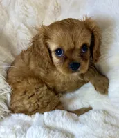 Annie, a female Cavalier King Charles Spaniel for sale in Fountain Valley, CA – 8 of 10